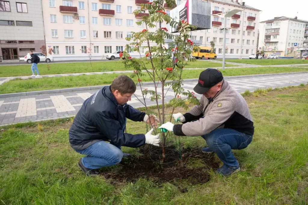 В Архангельске ввели новый порядок озеленения города
